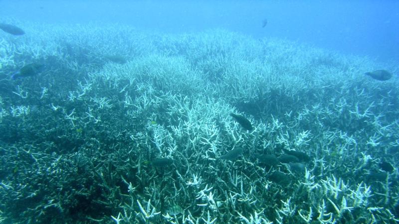 Bleached branching coral (Acropora sp.) at Heron Island, Great Barrier Reef. Author: J. Roff