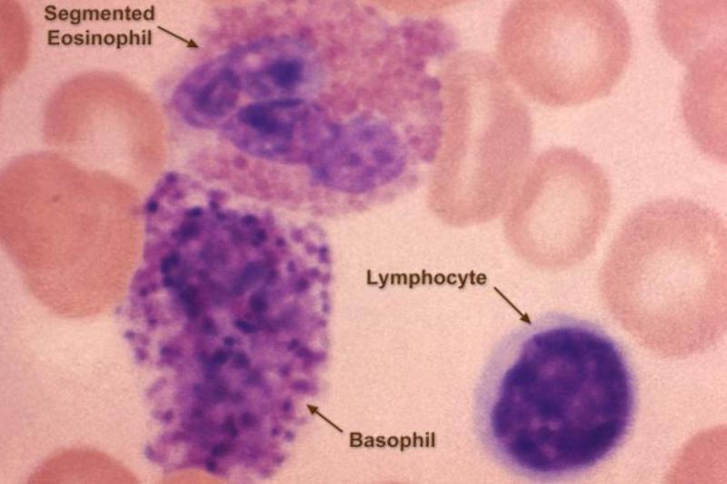 From ThoughtCo: a photomicrograph of a blood smear showing a few different types of white blood cells — a segmented eosinophil, a lymphocyte, and a basophil (Attribution: Dr. Candler Ballard, CDC)