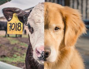 A side-by-side picture of a cow and a golden retriever cut down the middle so their faces align symmetrically, appearing as one animal. The cow half appears dirty and neglected while the golden retriever half appears soft and well-groomed